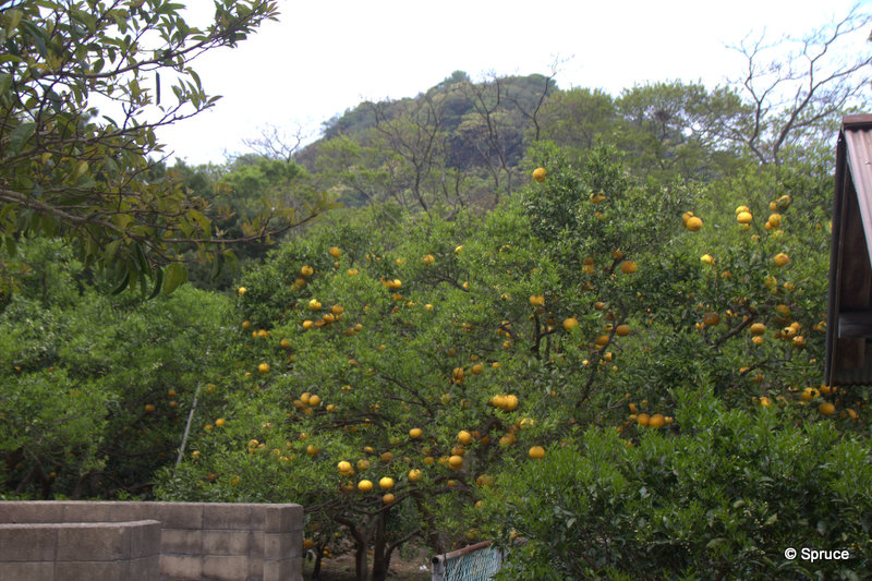 Summer Orange orchard.