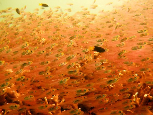 Thousands of tiny transaprent fish