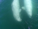 Beluga whales.