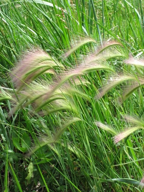 Wild barley at Ile Niapiskua in Les Iles Mingan, Canada, on the North bank of the St Lawrence River a bit to the West of Newfoundland.