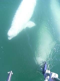 More beluga whales