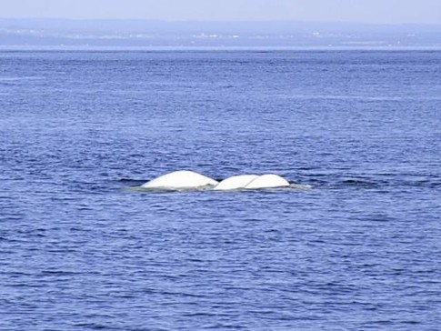 Beluga whales surfacing for air. Totally surreal when you see these snow white creatures surface.