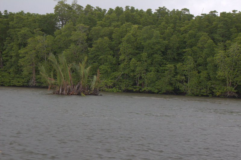 Largefloating palm island.
