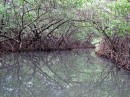 Mangrove roots
