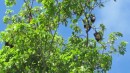 Flying foxes hanging in the tree ready for their night antics.