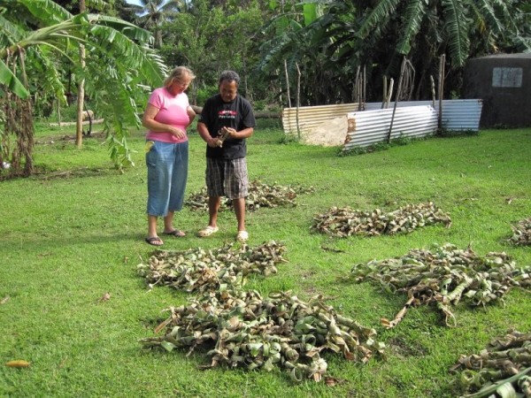 The pandanas leaves drying ready for weaving.