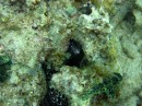 Moray Eel hiding amongst shells