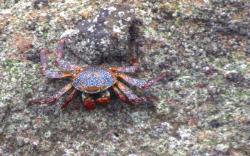 A sally lightfoot crab