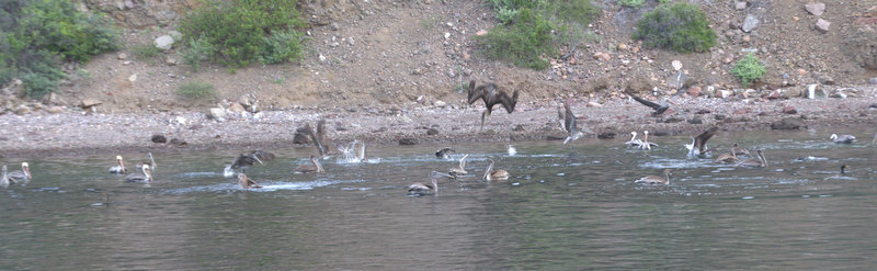 Pelicans fishing Danzanti
