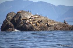 Sea Lions off Brooks Peninsula
