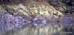 Heron reflections