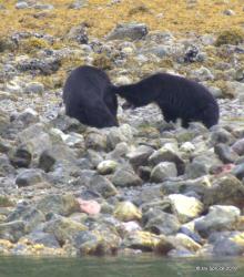 Bear fight Cachalot inlet