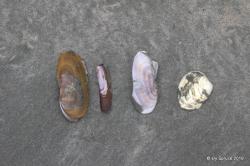 diferent clam shells