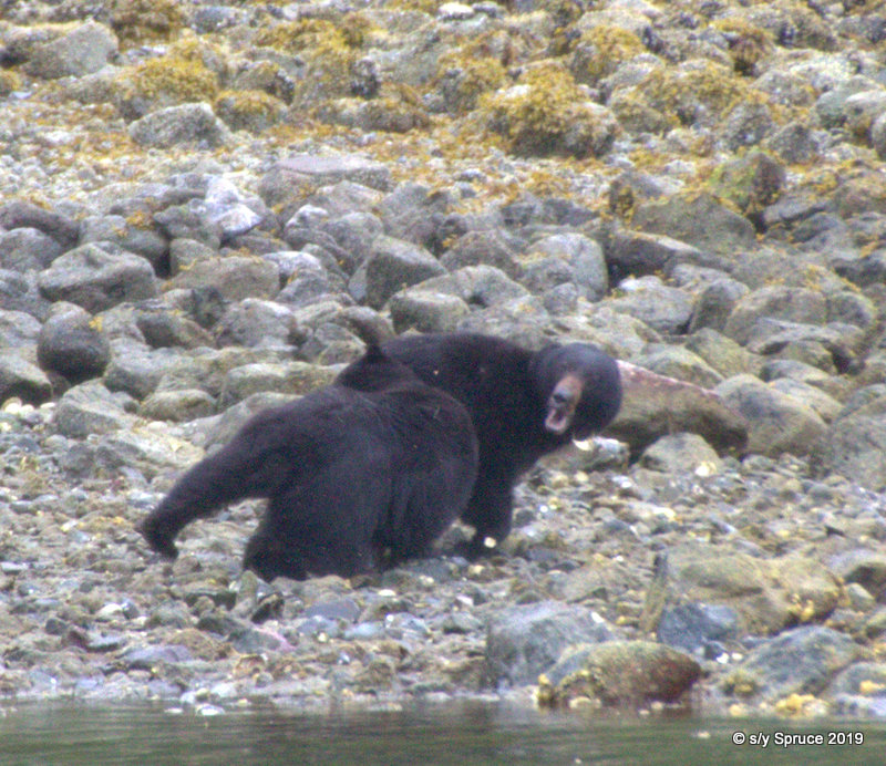 Bear fight Cachalot inlet