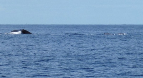 A close encounter with a mother Humpback and calf... we could hear the calf singing.