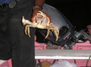 These crabs live in the roots of those large trees..JPG