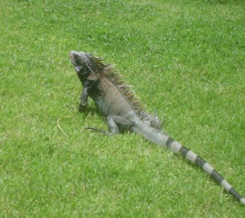 The iguanas roam freely throughout the Westin grounds