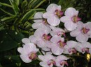 orchids.JPG