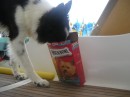 Daisy sneaking a doggy treat!.JPG