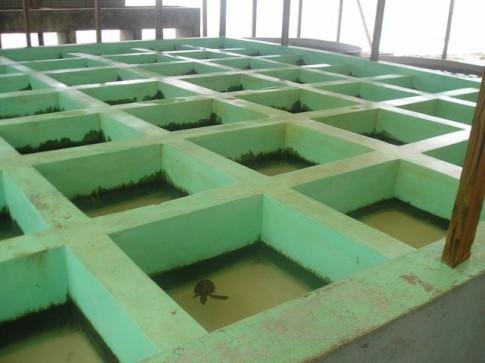 The hospital ward where the sick turtles are kept.JPG