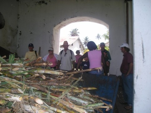 The sugar cane is cut from the nearby plantation for making the rum.JPG
