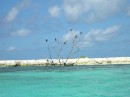 a Pelican tree on Sandy Island.JPG
