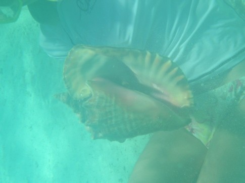 w We found lots of conch but could not keep them because it is a park.JPG