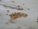 An island of baby conchs! They were everywhere!