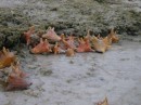 These are "teenage" conch!