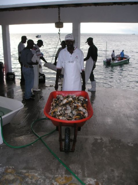 The fishermen also brought in 200-300 pounds of conch meat daily!!!