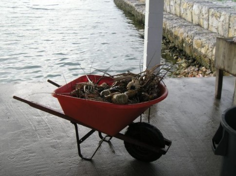 The local fishermen would bring in boatloads of lobster every day!