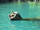 San Blas Jungle Tour - turtle