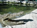 San Blas Jungle Tour - big croc cooling itself. 