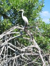 San Blas jungle tour - pretty white bird.