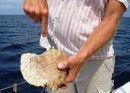 Conch – Part 2. Insert butter knife into slit to cut the tendon of the critter from the shell. Conch can not be pulled out from the mouth of the shell, they are way too strong. 