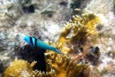 Snorkeling at Half Moon Cay – Bluehead reef fish.