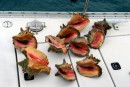 Conch collection - The boys (Dave, Andreas and Kent) collected conch (pronounced “conk”) one day, diving down to about 20ft and bringing back the conch to the boat for the girls to measure. We threw back the smaller conch but enjoyed the meat of the larger ones for dinner one night. 