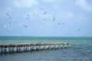 Cay Caulker - Birds on one of the many piers near town. 
