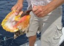 Conch – Part 3. Having removed the grip of the conch to its shell the conch now begins to emit a nasty looking slime. You can now pull the conch by its foot.