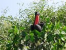 Isla Corazon, Ecuador - Male frigate bird. Their red neck balloons up to attract females. 