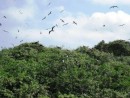 Isla Corazon, Ecuador - The island is home to one of the largest frigate bird populations in South America. 