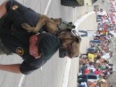 Bahia - Parade day, military dog tricks.