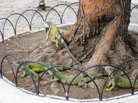 Guayaquil - Parque Seminario a.k.a Iguana Park. 100s of 5 ft long iguanas call this park home. 
