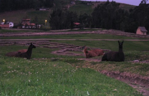 Ingapirca Ruins - Had to get a picture of the llamas.