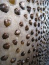 Isla Grande – It is common to see decorations made from shells and other sea items. This was a long wall in front of a bar covered in hundreds of sea shells. 