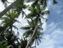 Las Perlas Islands - Palms, palms everywhere palms.  