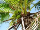 San Blas (Porvenir) – One of the rules to respect while in Kuna territory is no coconut picking as coconuts up until a few years ago were the official means of exchange for Kunas with the Columbian trading boats. Today it is coconuts and the US dollar.