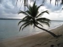 San Blas (Isla Pinos) – Palm on the beach. This was one of the few islands in the San Blas chain that was good for walking. Most of the islands were small or didn’t have enough sand along the shoreline. 