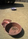 San Blas (Isla Pinos) – Food items drying in the sun. Corn and beans are popular. 