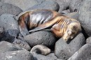 Sea lions off of San Cristobal. Picture courtesy of Charles Turner. Check out the baby sea lion curled up below the mother, it looks like a rock. 